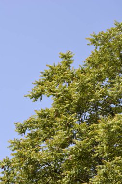 Cennet ağacı mavi gökyüzüne karşı dallanır - Latince adı - Ailanthus altissima