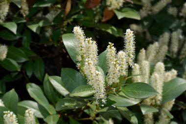 Çiçekli Laurel kiraz dalı - Latince adı - Prunus laurocerasus