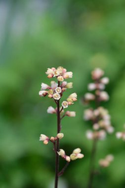 Gümüş Mercan Prensi Çiçekleri - Latince adı - Heuchera Gümüş Prensi