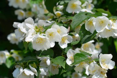 Çiçekli tatlandırıcı portakal dalı - Latince adı