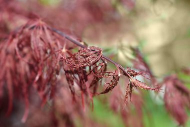 Japon akçaağacı Inaba Shidare Latince adı Acer palmatum var. disectum Inaba Shidare