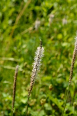 Ağarmış muz çiçeği - Latince adı - bitki medyası