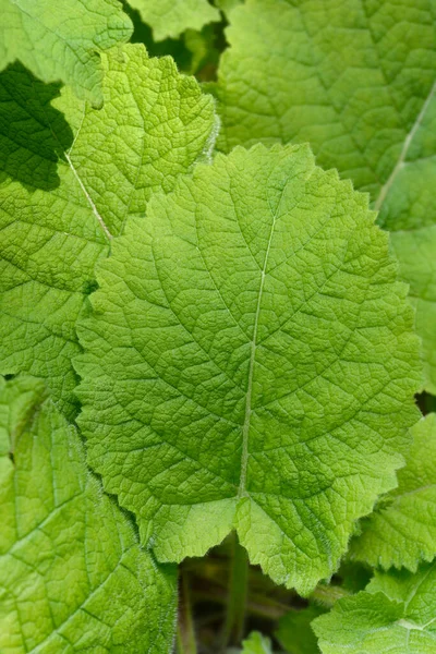 Forskahls Sage Leaves Latin Name Salvia Forskaohlei — Stock Photo, Image