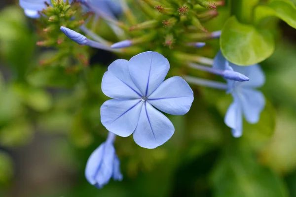 Flores Plumbago Azul Nombre Latino Plumbago Auriculata —  Fotos de Stock
