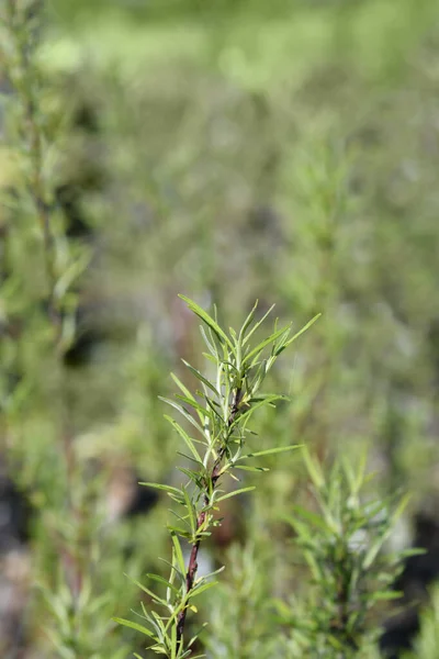 Ramo Salgueiro Folhas Rosmaninho Nome Latino Salix Rosmarinifolia — Fotografia de Stock