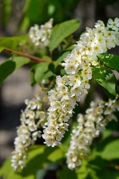 Branche Cerisier Fleurs Blanches Nom Latin Prunus Padus — Photo