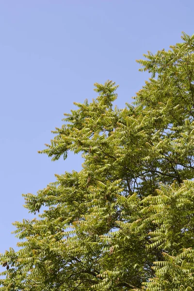 Cennet Ağacı Mavi Gökyüzüne Karşı Dallanır Latince Adı Ailanthus Altissima — Stok fotoğraf