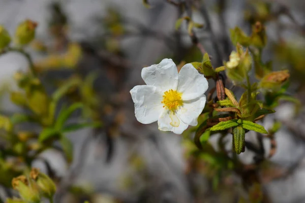 Cistus Wąskolistny Biały Kwiat Łacińska Nazwa Cistus Monspeliensis — Zdjęcie stockowe