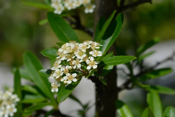 Formosa Tűztöviság Virágokkal Latin Név Pyracantha Koidzumii — Stock Fotó