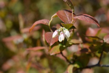 Blueberry Brigitta Blue white flowers - Latin name - Vaccinum corymbosum Brigitta Blue