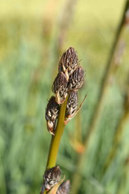 Yaz Asphodel çiçekleri - Latince adı - Asphodelus aestivus