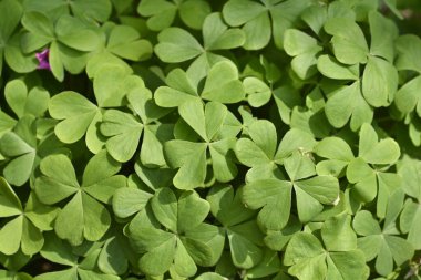 Pembe ağaç yaprakları - Latince adı - Oxalis articulata