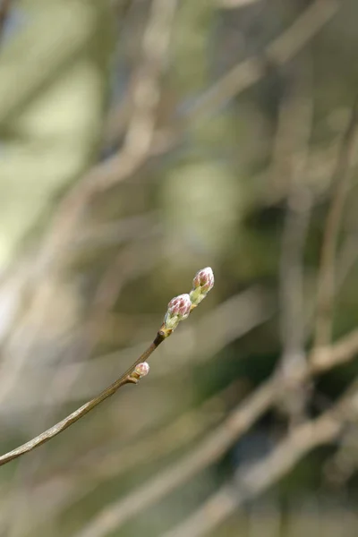 ダルマチアのラブラヌムの枝に芽 ラテン語名 Petteria Ramentacear — ストック写真