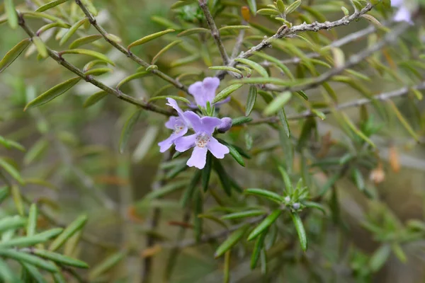 Coastal Rosemary Flowers Latin Name Westringia Fruticosa — Stock Photo, Image