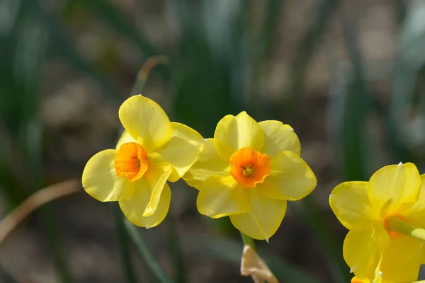 Scarlet Gem Daffodil Květiny Latinské Jméno Narcissus Scarlet Gem — Stock fotografie