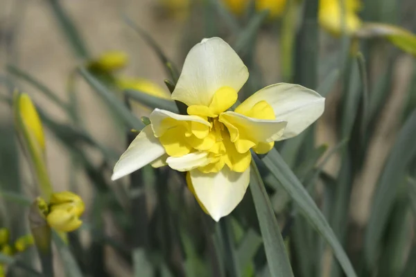 Borboleta Daffodil Sorrindo Flores Gêmeas Nome Latino Narciso Sorrindo Gêmeo — Fotografia de Stock