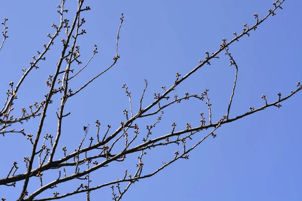 Δαμάσκηνο Κλαδί Δαμάσκηνου Μπουμπούκια Λουλουδιών Λατινική Ονομασία Prunus Domestica Ssp — Φωτογραφία Αρχείου