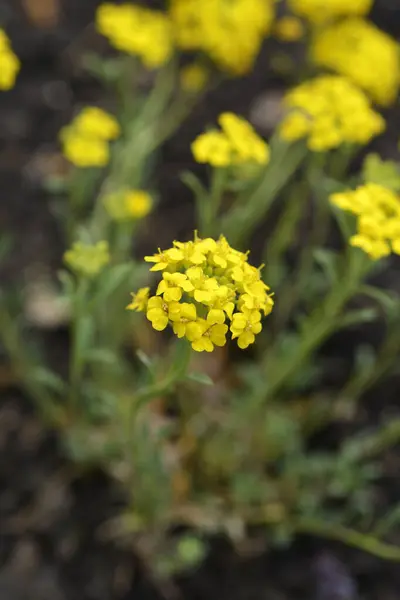 Madwort Altın Bahar Çiçekleri Latince Adı Alyssum Wulfenianum Altın Bahar — Stok fotoğraf