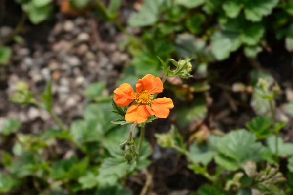 Orange Avens Cultivar Flower Latin Name Geum Heldreichii — Stock Photo, Image