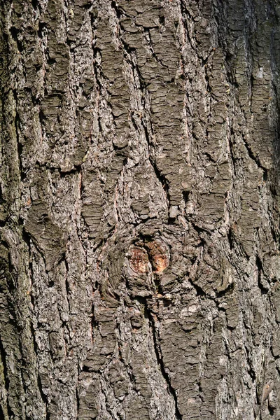Oostelijke Witte Dennenschors Latijnse Naam Pinus Strobus — Stockfoto