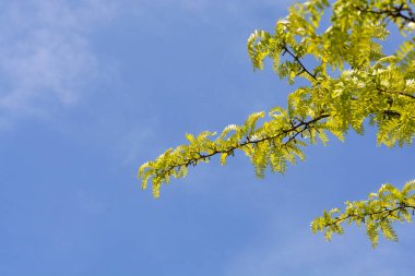 Thornless Honey mavi gökyüzüne karşı çekirge dalları - Latince adı Gleditsia triacanthos F. inermis