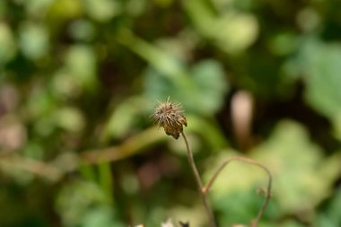 Uyanış Kızıl Fırtına tohum başı - Latince adı - Geum Kızıl Fırtına