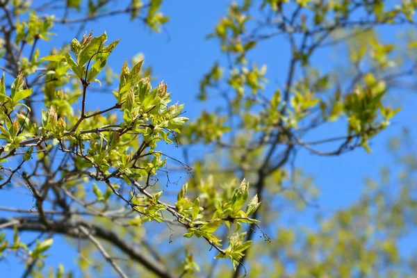 Amur Maple Branches New Leaves Flower Buds Latin Name Acer — Foto de Stock