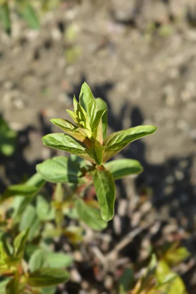 stock image Purple loosestrife new leaves - Latin name - Lythrum salicaria