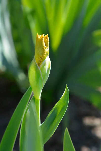 Pamplemousse Flower Bud Латинское Название Iris Barbata Media Pamplemousse — стоковое фото