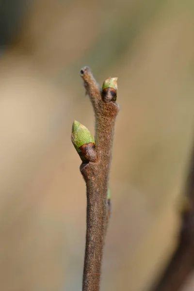 Oriental Persimmon Branch Buds Latin Name Diospyros Kaki — Stock Photo, Image