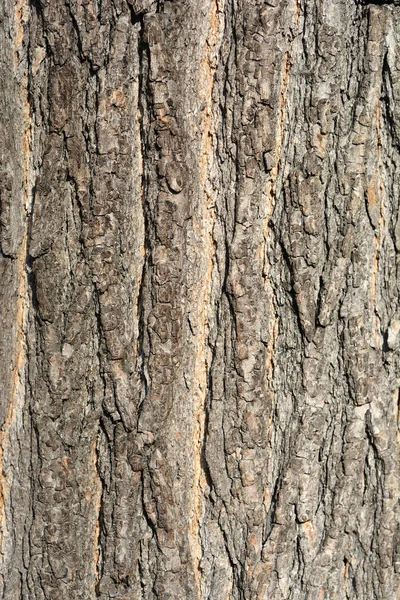 수있는 카타리파 나무껍질 라틴어 카탈루냐어 Bignonioides — 스톡 사진
