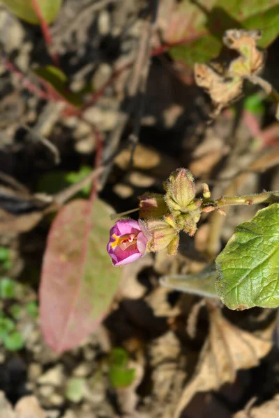 Słodki Jednorożec Pączek Kwiatowy Łacińska Nazwa Zapach Proboscidea — Zdjęcie stockowe