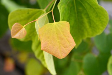 Doğu Kızıltomurcuk Yeni Yapraklı Doğan Güneş Şubesi Latince adı Cercis Kanadensis Doğan Güneş