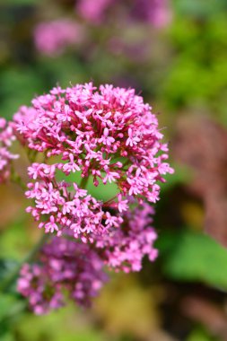 Kırmızı kediotu çiçekleri - Latince adı - Centranthus ruber