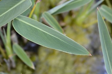 Tozlu timsah bayrakları - Latince adı - Thalia deal bata
