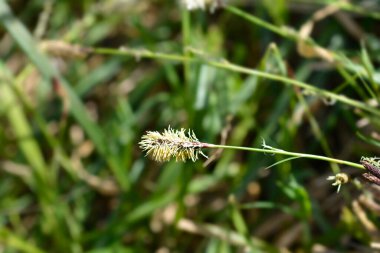 Tahta sazdan sarı çiçek - Latince adı - Carex sylvatica