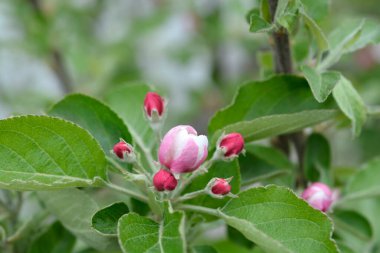 Elma ağacı pembe ve beyaz çiçekler - Latince adı - Malus domestica