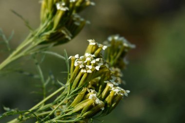 Güney Marigold çiçekleri - Latince adı - Tagetes dakika