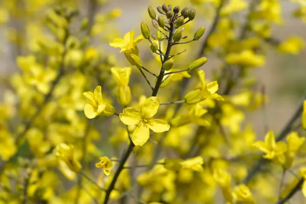 Curly Kale黄色の花 ラテン名 Brassica Oleracease Var サベリカ — ストック写真