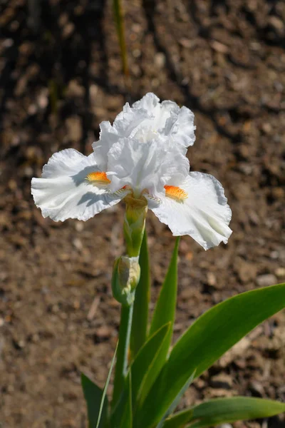 Intermediate Bearded Iris Back Flower Latin Name Iris Barbata Media — Stock Photo, Image