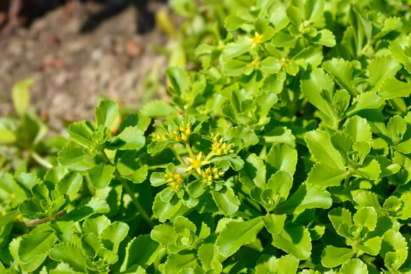 Amur Taşı Yaprakları Çiçek Tomurcukları Latince Adı Sedum Selskianum — Stok fotoğraf
