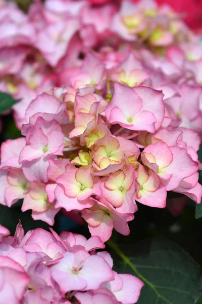 Franse Hortensia Bloemen Latijnse Naam Hortensia Macrophylla — Stockfoto