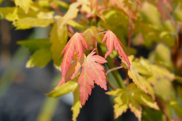 Japanese Maple Orange Dream Leaves Latin Name Acer Palmatum Orange — Stockfoto