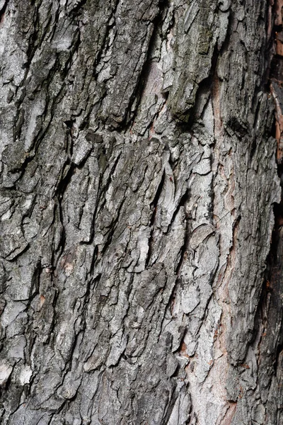 Common Horse Chestnut Bark Detail Latin Name Aesculus Hippocastanum — Stock Photo, Image