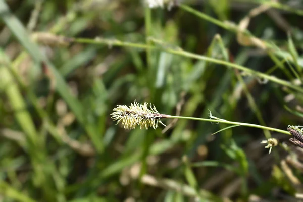 Ξύλο Sedge Κίτρινο Λουλούδι Λατινική Ονομασία Carex Sylvatica — Φωτογραφία Αρχείου
