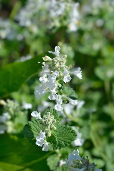 Catmint Snowflake Leaves Small White Flowers Latin Name Nepeta Racemosa — Zdjęcie stockowe