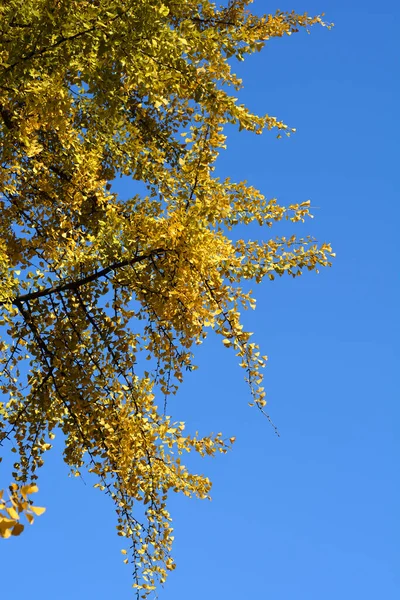 stock image Ginkgo tree branch with yellow leaves in the fall  - Latin name - Ginkgo biloba