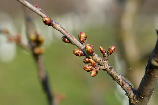 芽のある甘い桜の枝 ラテン語名 Prunus Avium — ストック写真