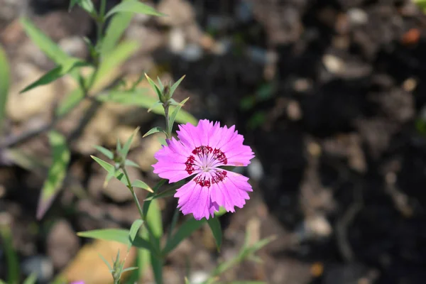 Alpejski Różowy Kwiat Łacińska Nazwa Dianthus Oschtenicus — Zdjęcie stockowe
