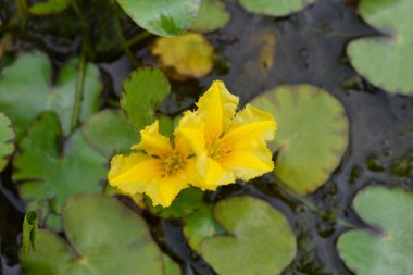 Sarı Yüzen Kalp çiçeği - Latince adı - Nymphoides peltata